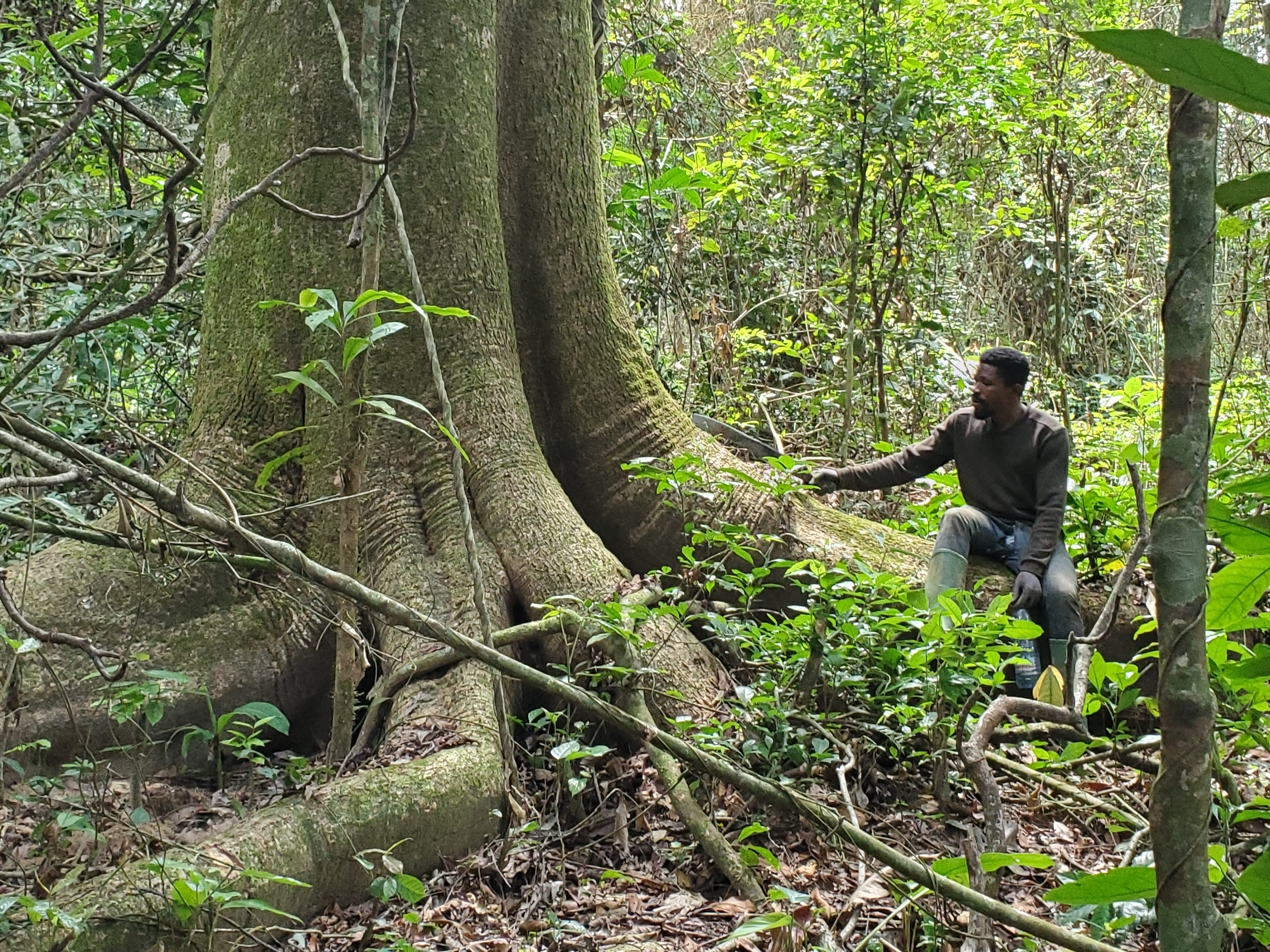L'écosystème THINGA : Équilibre et biodiversité du cacao sauvage